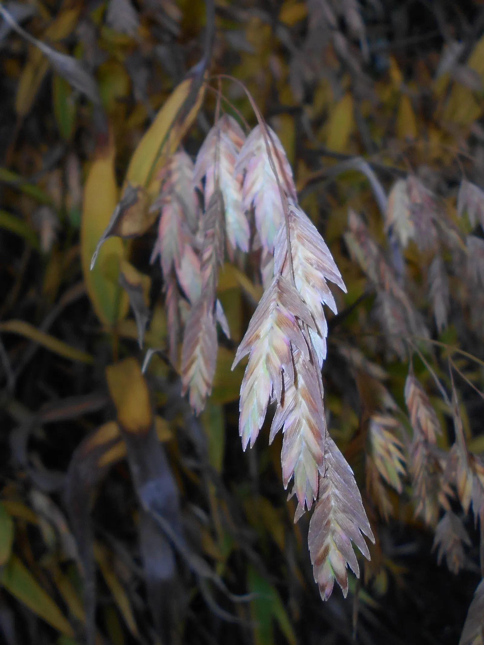 Northern Sea Oats (Chasmanthium Latifolium) — The seed heads emerge a soft green and transition to a golden hue in fall, providing extended visual, image 38