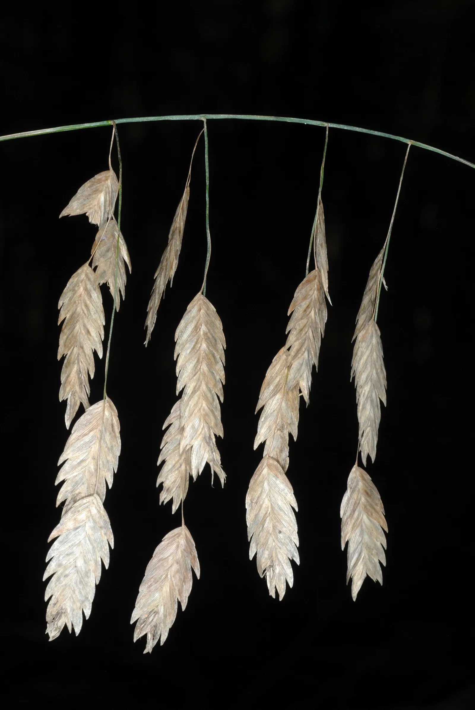 Northern Sea Oats (Chasmanthium Latifolium) — flat fish-shaped seed heads that flutter in the breeze