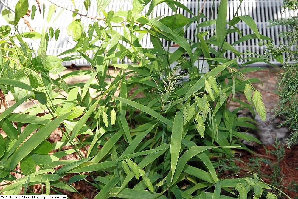 Northern Sea Oats (Chasmanthium Latifolium) — Its green foliage turns a golden brown in fall, complementing most garden designs; northern Sea Oats, image 52