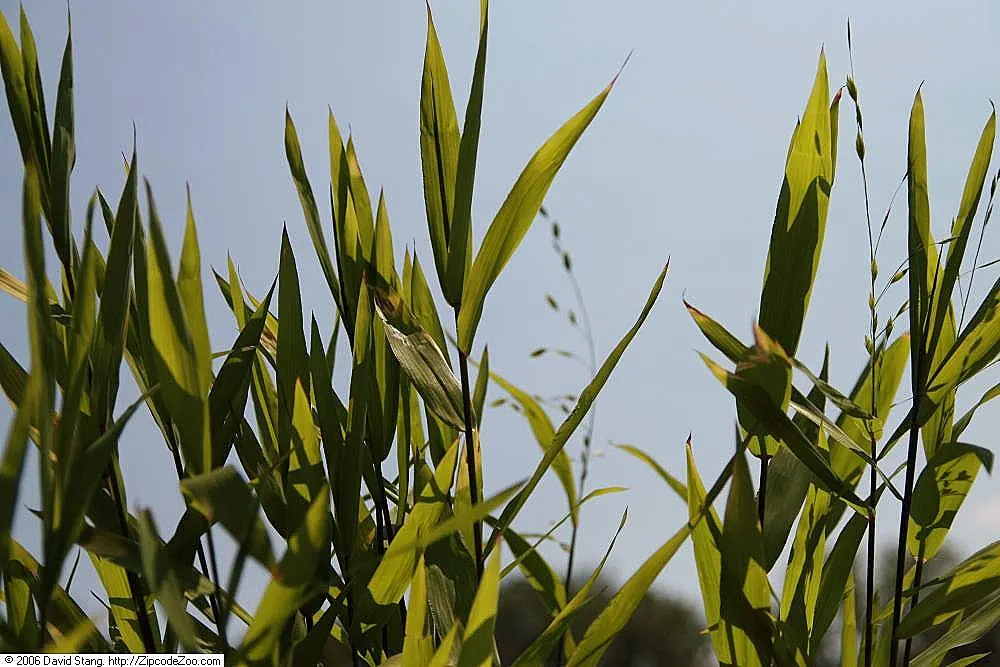 Northern Sea Oats (Chasmanthium Latifolium) — The seed heads emerge a soft green and transition to a golden hue in fall, providing extended visual interest