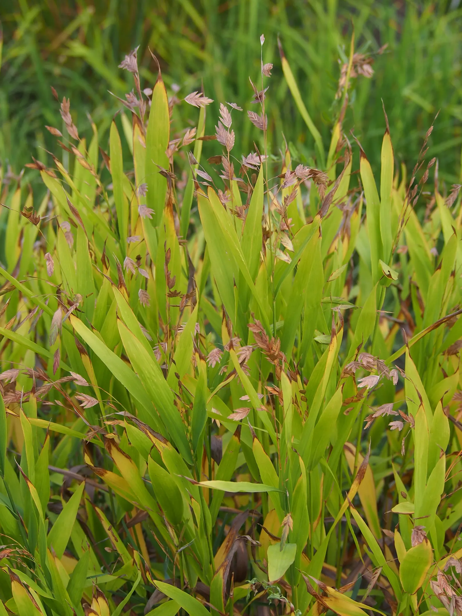 Northern Sea Oats (Chasmanthium Latifolium) — Growing 24-36 inches tall, with a spread of 18-24 inches, it's a shade-tolerant, low-maintenance, image 51