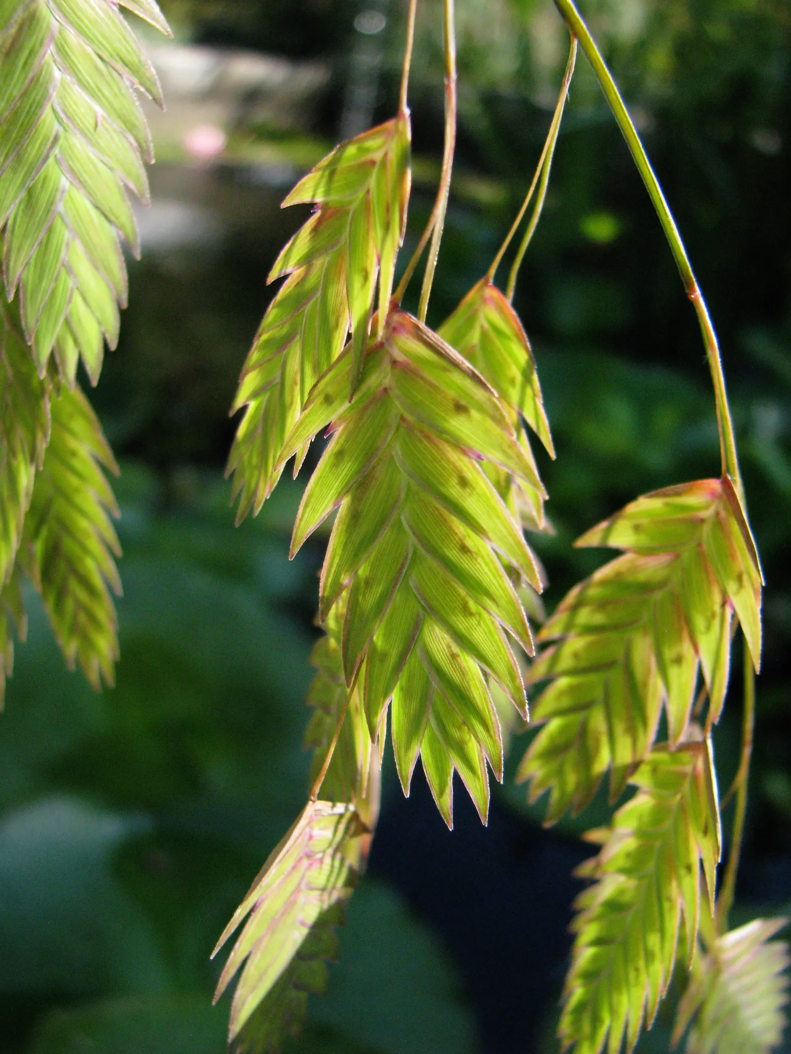 Northern Sea Oats (Chasmanthium Latifolium) — grass / perennial for half; as it can spread beyond the intended area.<br><br>With its aesthetic charm and