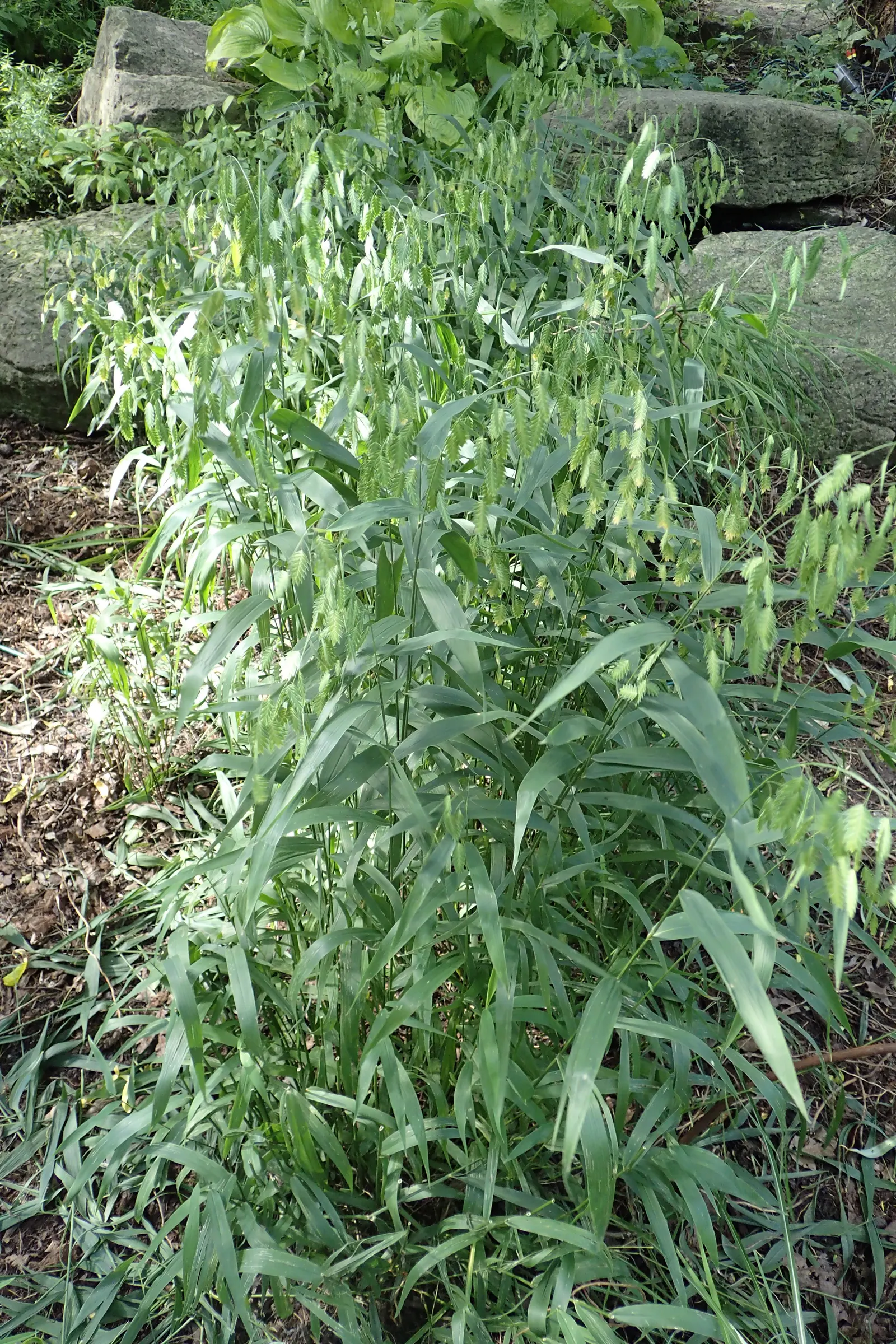 Northern Sea Oats (Chasmanthium Latifolium) — bamboo-like leaves measuring 1 to 2 inches wide and up to 10 inches long; it requires minimal maintenance