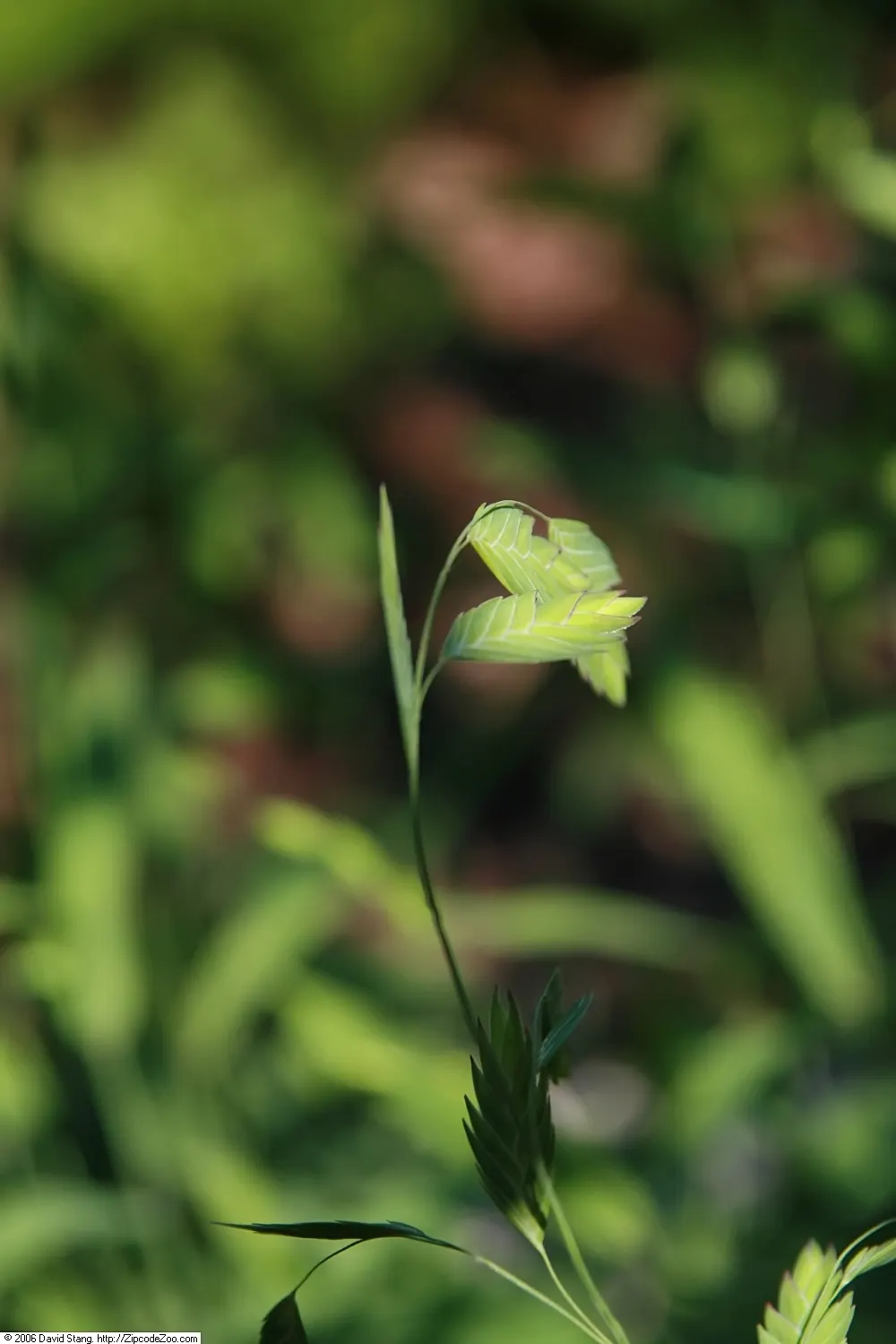 Northern Sea Oats (Chasmanthium Latifolium) — Thrives in USDA zones 3-8 with moderate water; is a striking ornamental grass prized for its versatility and