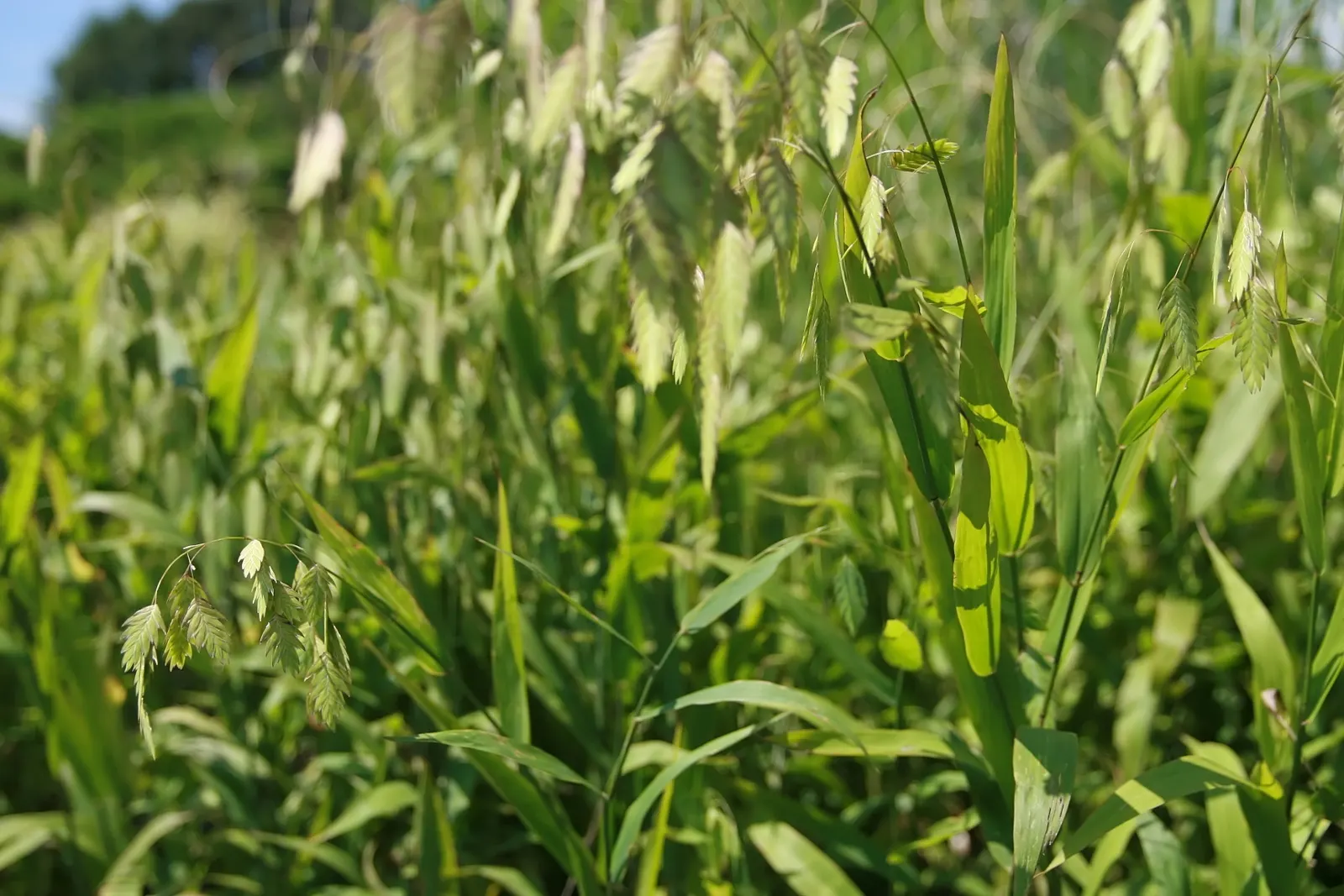 Northern Sea Oats (Chasmanthium Latifolium) — is a striking ornamental grass prized for its versatility and visual appeal in a landscape design