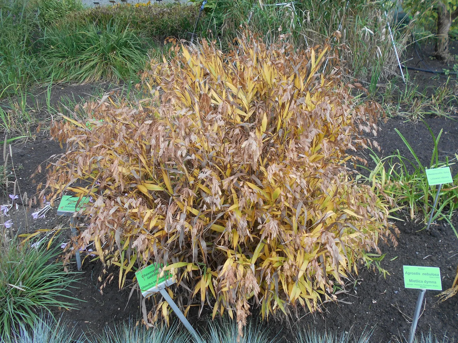 Northern Sea Oats (Chasmanthium Latifolium) — is a striking ornamental grass prized for its versatility and visual appeal in a landscape design; thrives in