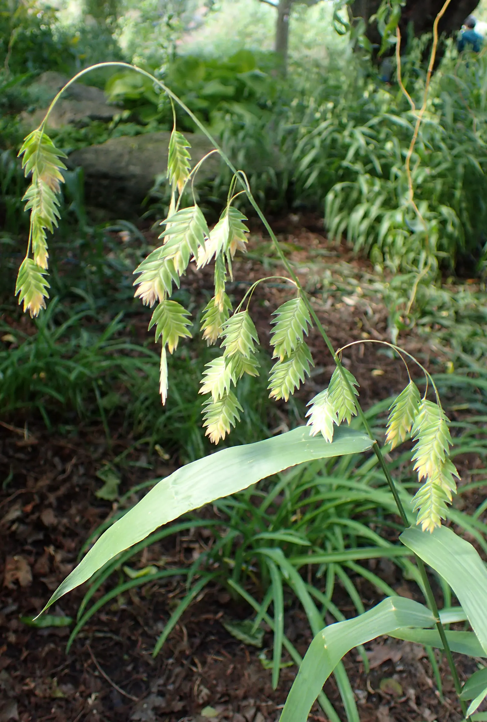 Northern Sea Oats (Chasmanthium Latifolium) — flat fish-shaped seed heads that flutter in the breeze; textured backdrop for other garden plants