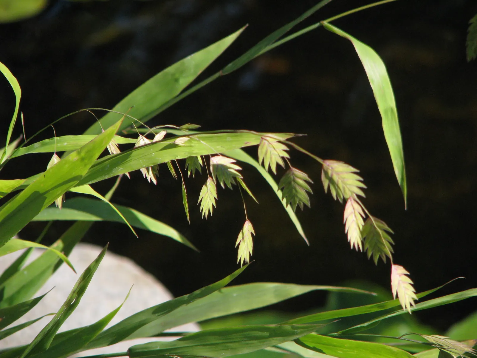 Northern Sea Oats (Chasmanthium Latifolium) — Ideal for erosion control and naturalistic landscapes; offering movement and a captivating silhouette against