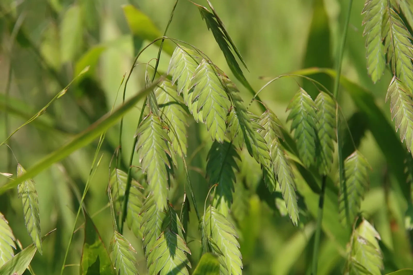 Northern Sea Oats (Chasmanthium Latifolium) — Native to the eastern United States; the plant matures to a height of 2 to 4 feet and spreads approximately 18 to