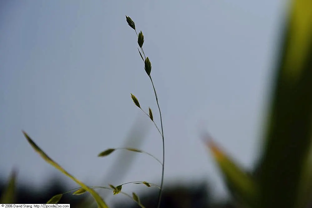 Northern Sea Oats (Chasmanthium Latifolium) — but be aware of its self-seeding tendency; though it flourishes in moist
