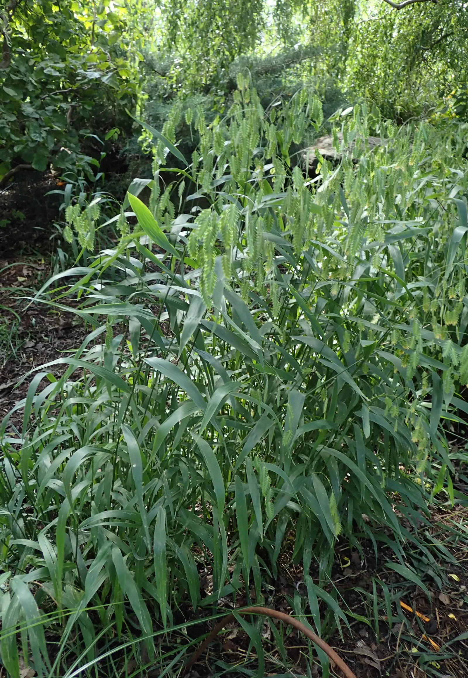 Northern Sea Oats (Chasmanthium Latifolium) — Its green foliage turns a golden brown in fall, complementing most garden designs