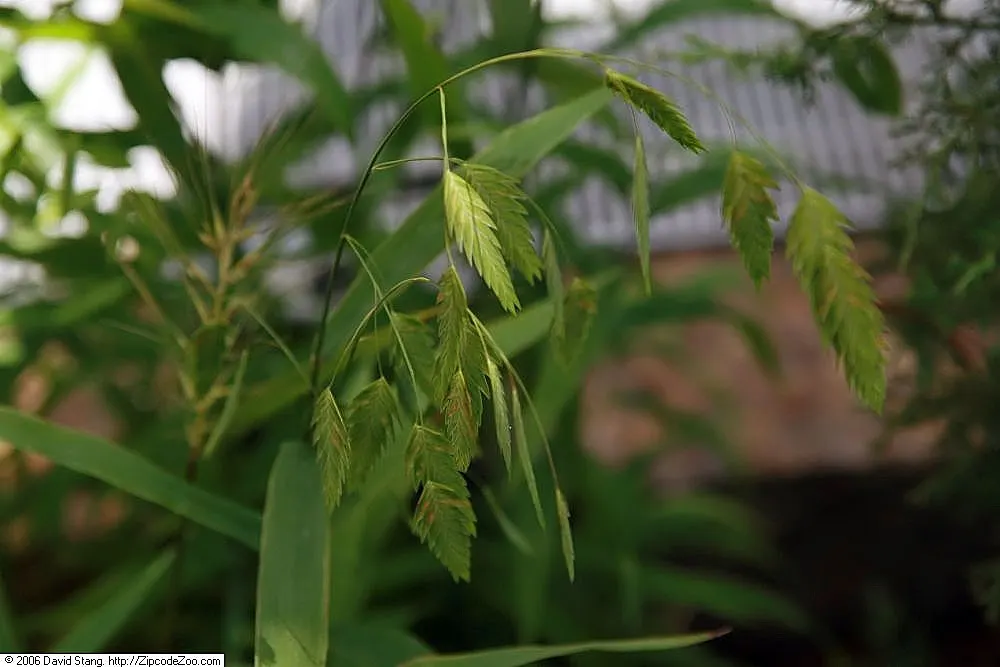 Northern Sea Oats (Chasmanthium Latifolium) — textured backdrop for other garden plants; flat fish-shaped seed heads that flutter in the breeze