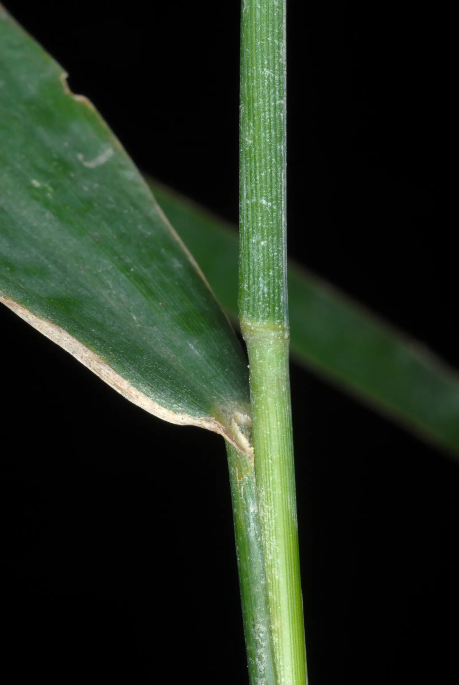 Northern Sea Oats (Chasmanthium Latifolium) — though it flourishes in moist; but be aware of its self-seeding tendency