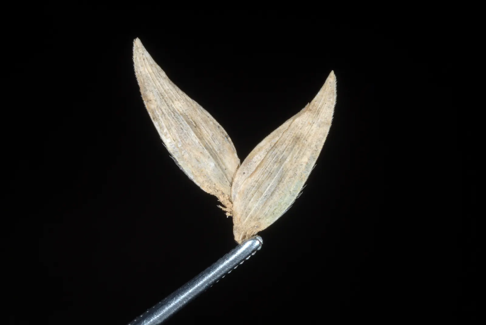 Northern Sea Oats (Chasmanthium Latifolium) — offering movement and a captivating silhouette against snow.<br><br>Thriving in USDA zones 4 through 8
