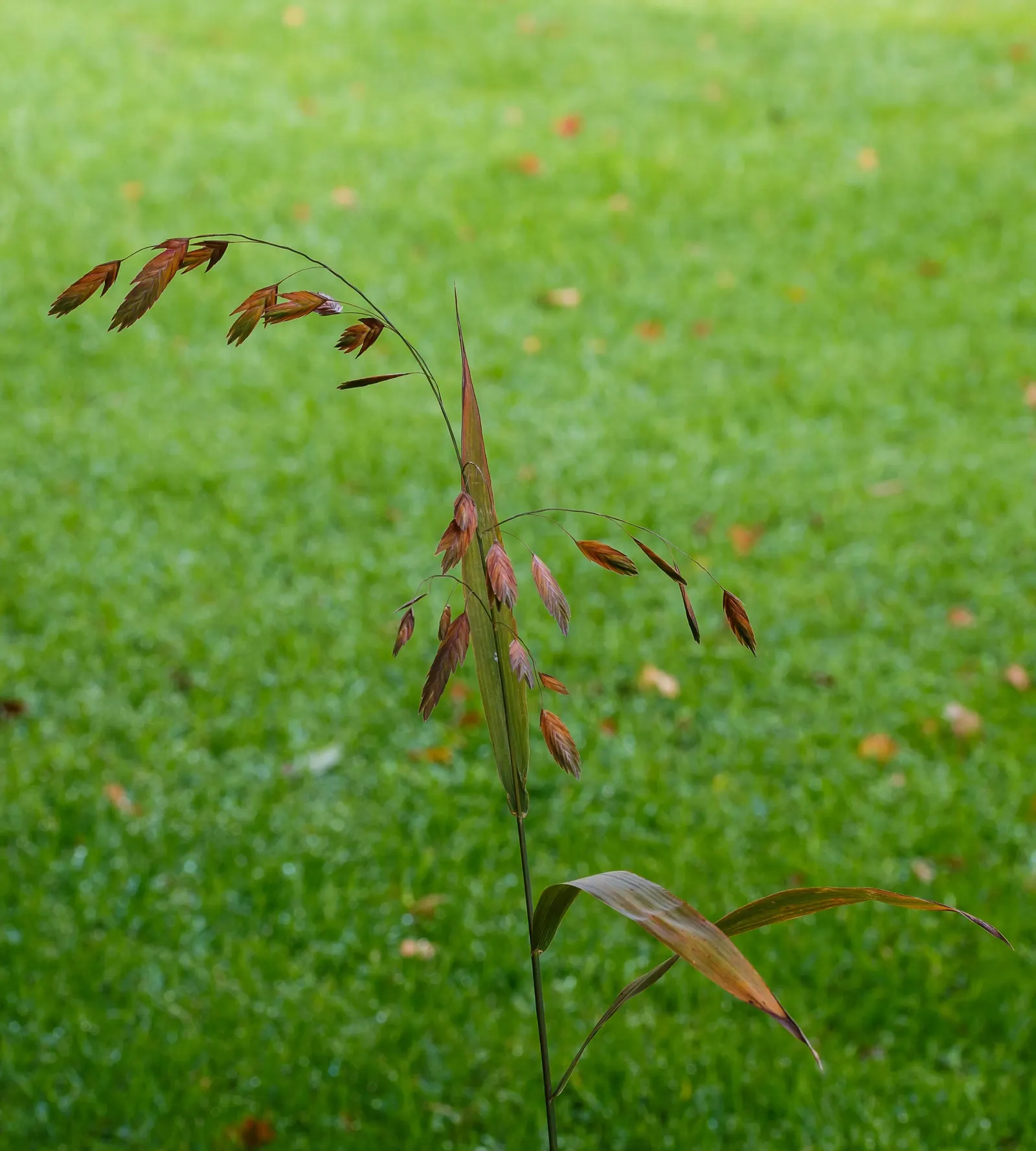 Northern Sea Oats (Chasmanthium Latifolium) — Northern Sea Oats (Chasmanthium latifolium) is a perennial grass prized for its distinctive