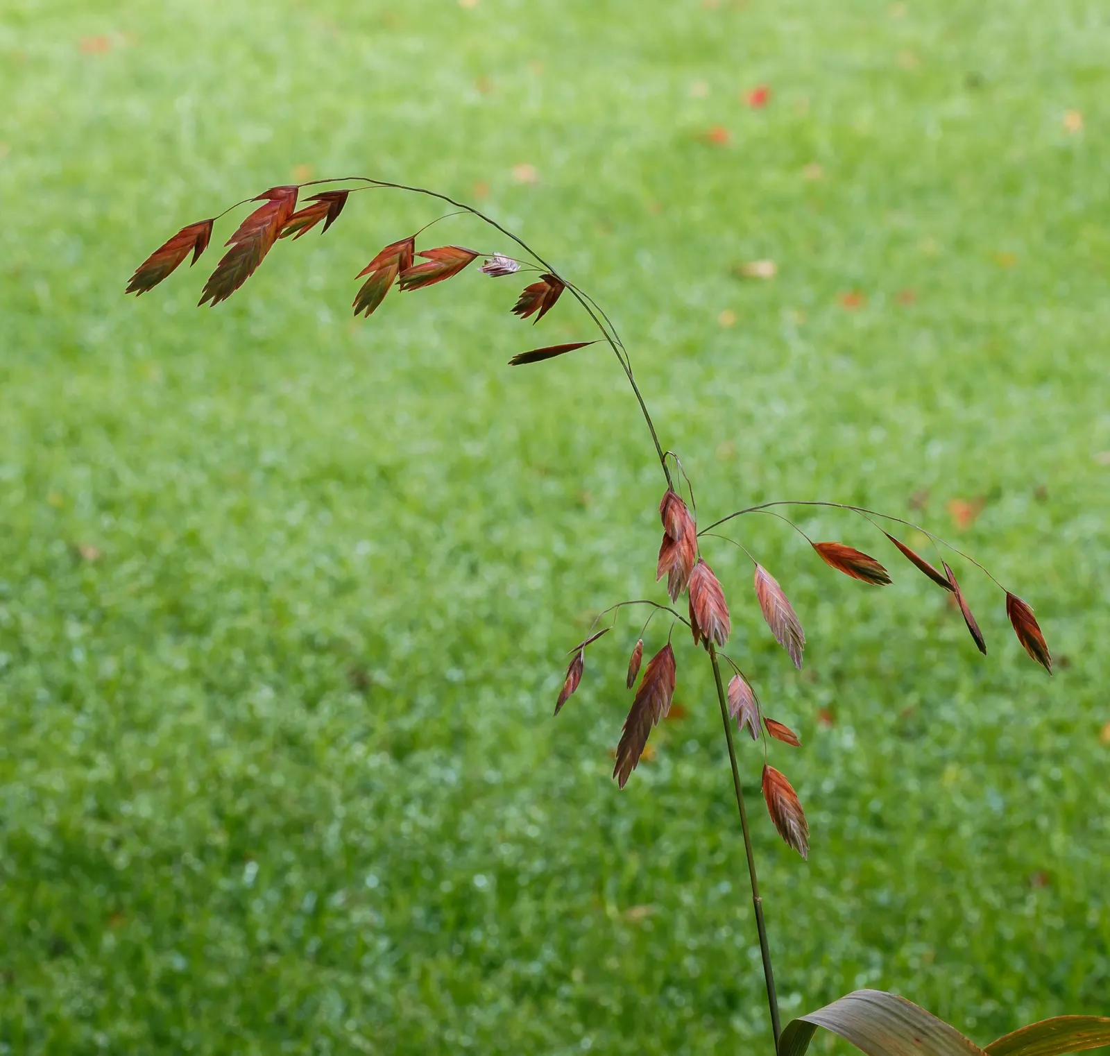 Northern Sea Oats (Chasmanthium Latifolium) — Growing 24-36 inches tall, with a spread of 18-24 inches, it's a shade-tolerant, low-maintenance, image 27