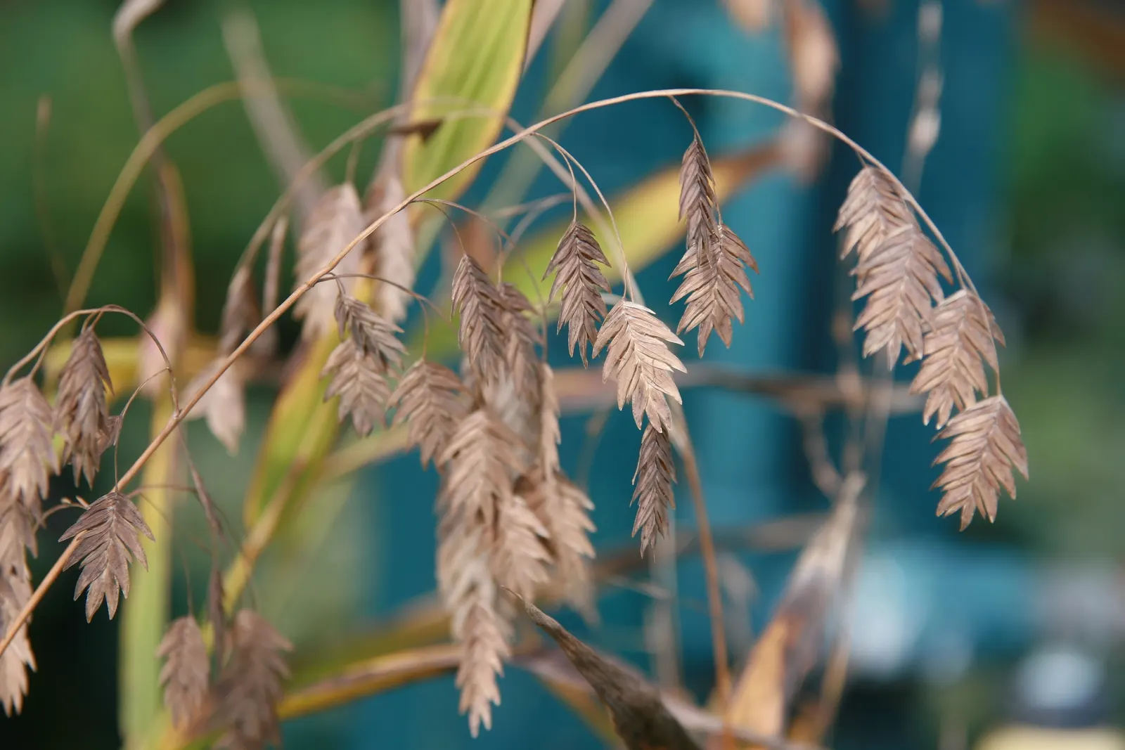 Northern Sea Oats (Chasmanthium Latifolium) — which dangle gracefully from arching stems; this perennial grass is adaptable to a range of soil conditions
