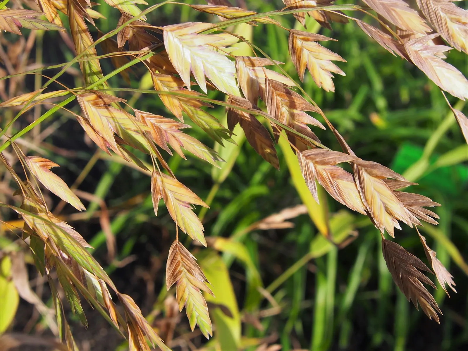 Northern Sea Oats (Chasmanthium Latifolium) — Thrives in USDA zones 3-8 with moderate water; is a striking ornamental grass prized for its, image 53
