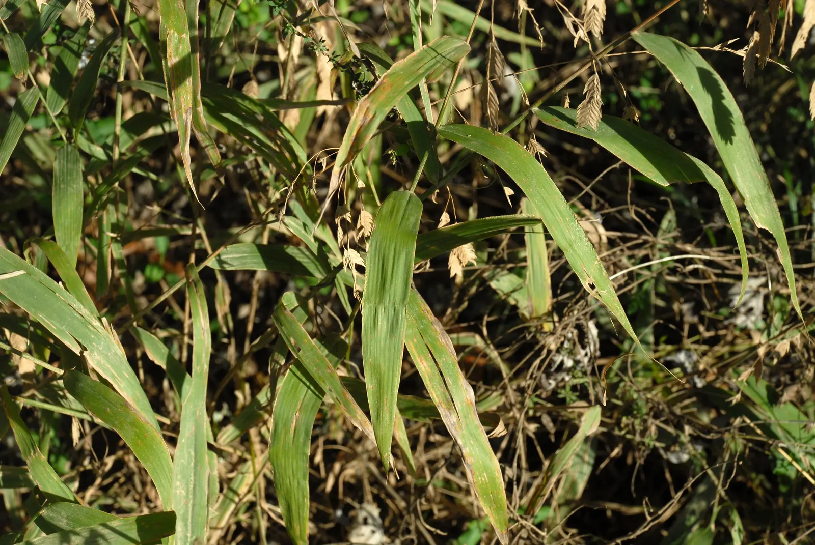 Northern Sea Oats (Chasmanthium Latifolium) — as it can spread beyond the intended area.<br><br>With its aesthetic charm and adaptability; grass / perennial