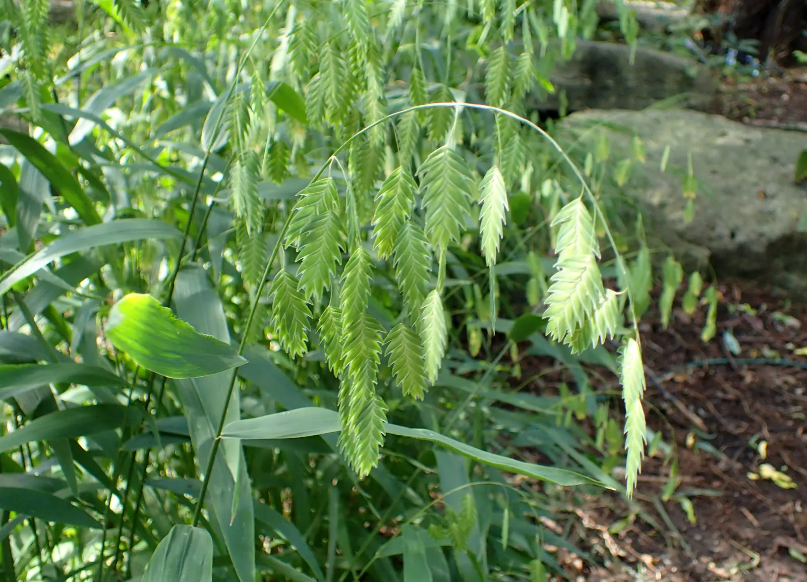 Northern Sea Oats (Chasmanthium Latifolium) — It requires minimal maintenance