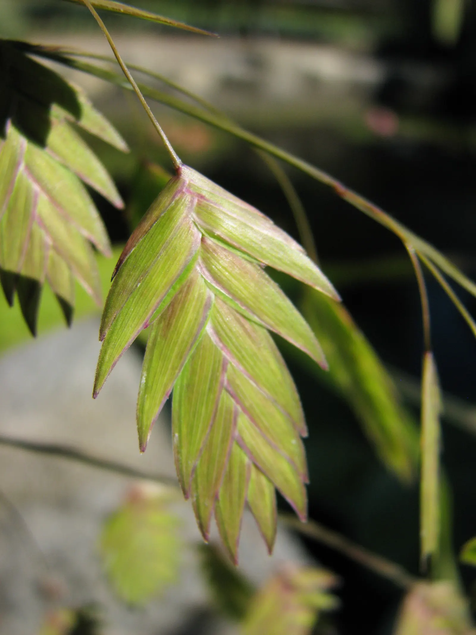 Northern Sea Oats (Chasmanthium Latifolium) — Thrives in USDA zones 3-8 with moderate water