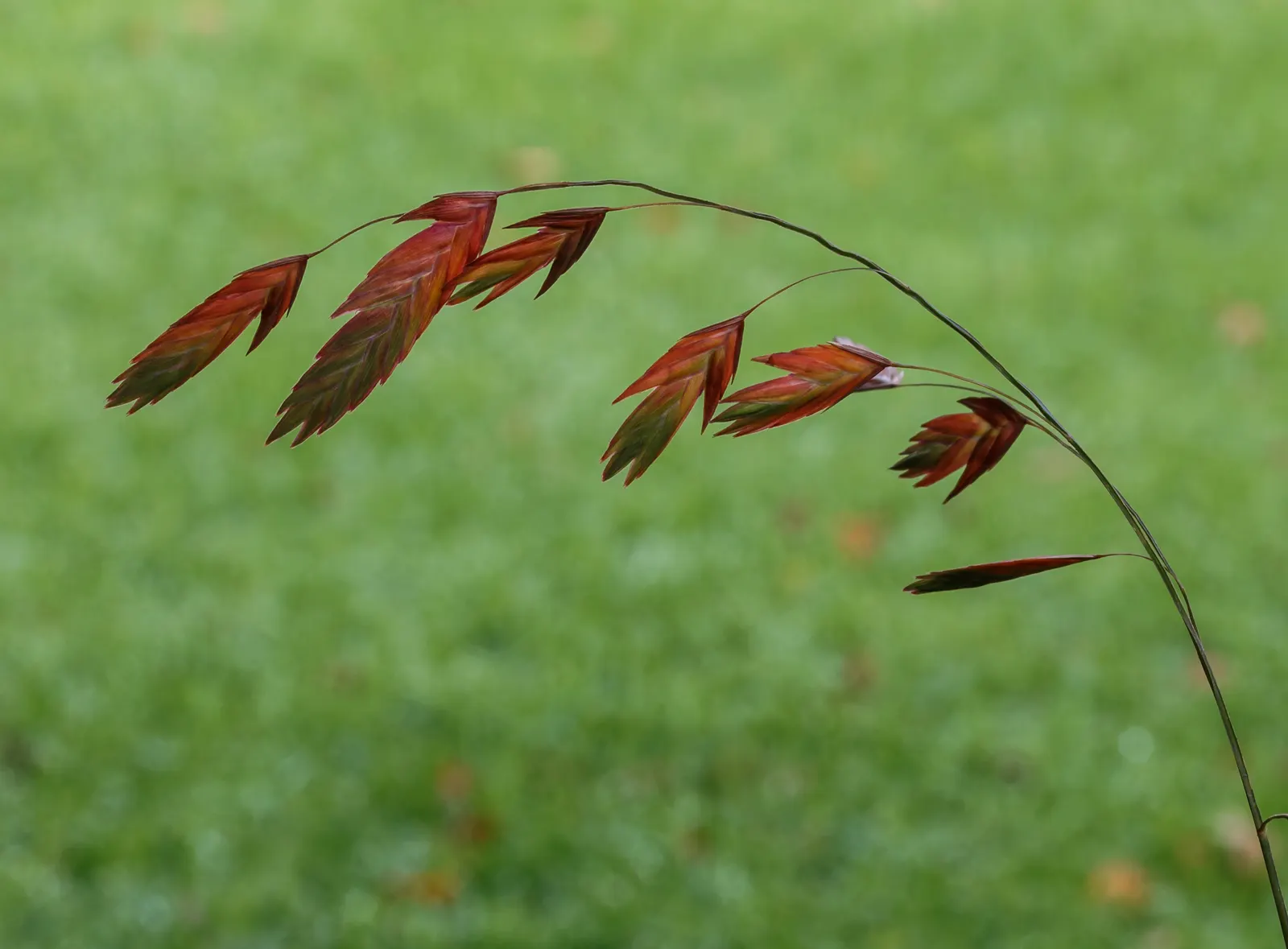 Northern Sea Oats (Chasmanthium Latifolium) — red flowers in the garden