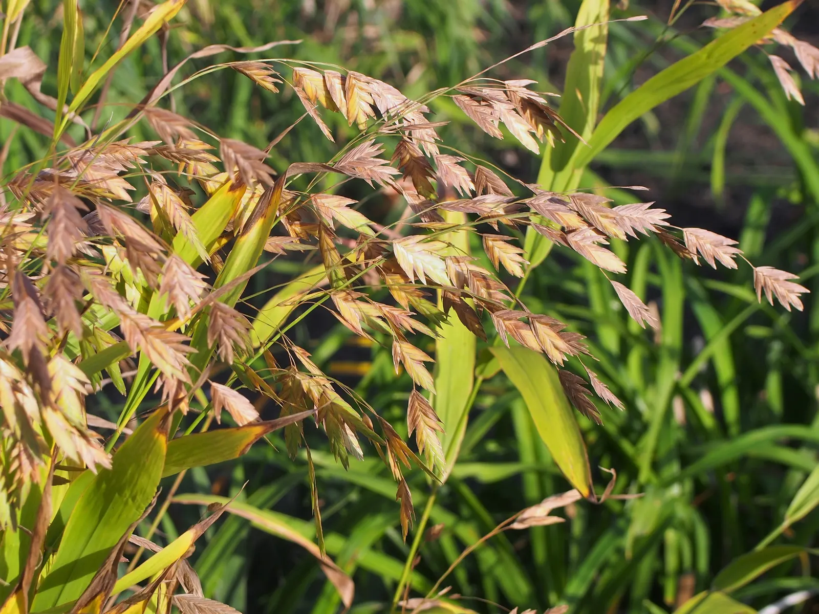 Northern Sea Oats (Chasmanthium Latifolium) — well-drained soils with full sun to partial shade exposure; growing 24-36 inches tall, with a spread of 18-24