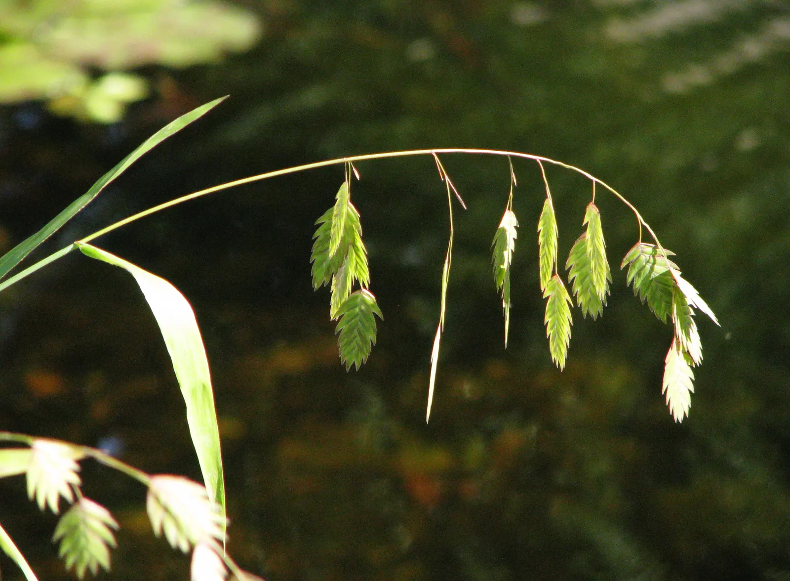 Northern Sea Oats (Chasmanthium Latifolium) — Native to the eastern United States