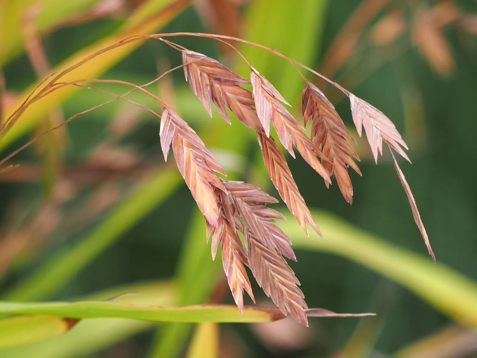 Northern Sea Oats (Chasmanthium Latifolium) — well-drained soils with full sun to partial shade exposure