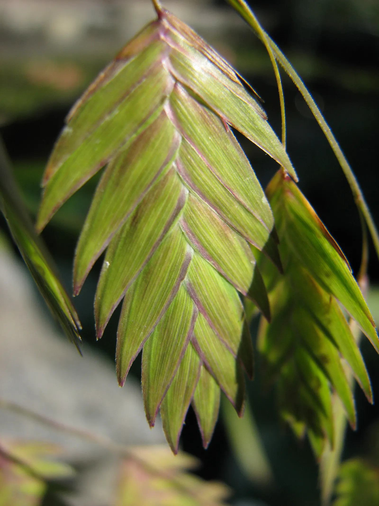 Northern Sea Oats (Chasmanthium Latifolium) — which dangle gracefully from arching stems