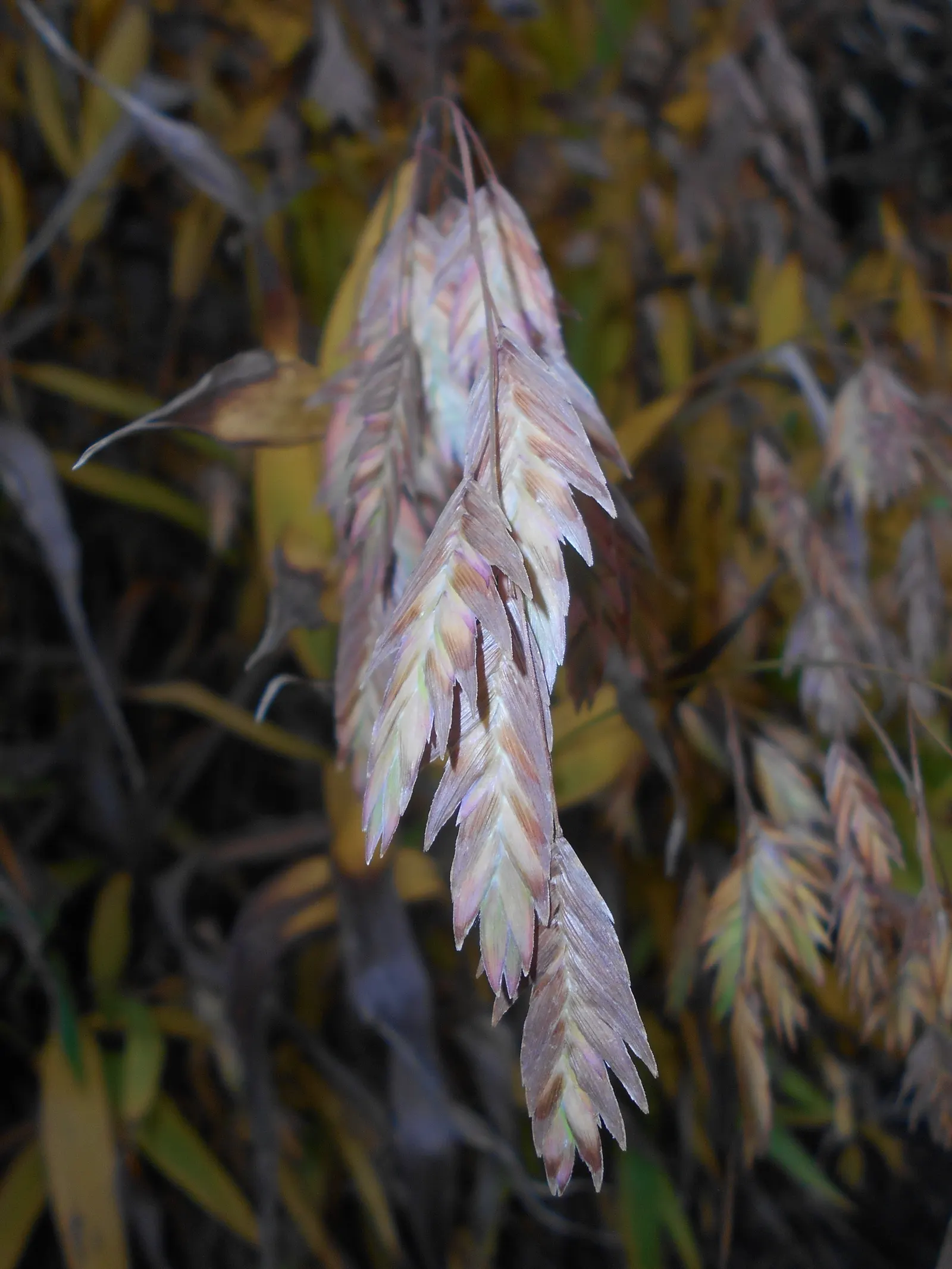 Northern Sea Oats (Chasmanthium Latifolium) — offering movement and a captivating silhouette against snow.<br><br>Thriving in USDA zones 4 through 8; ideal for