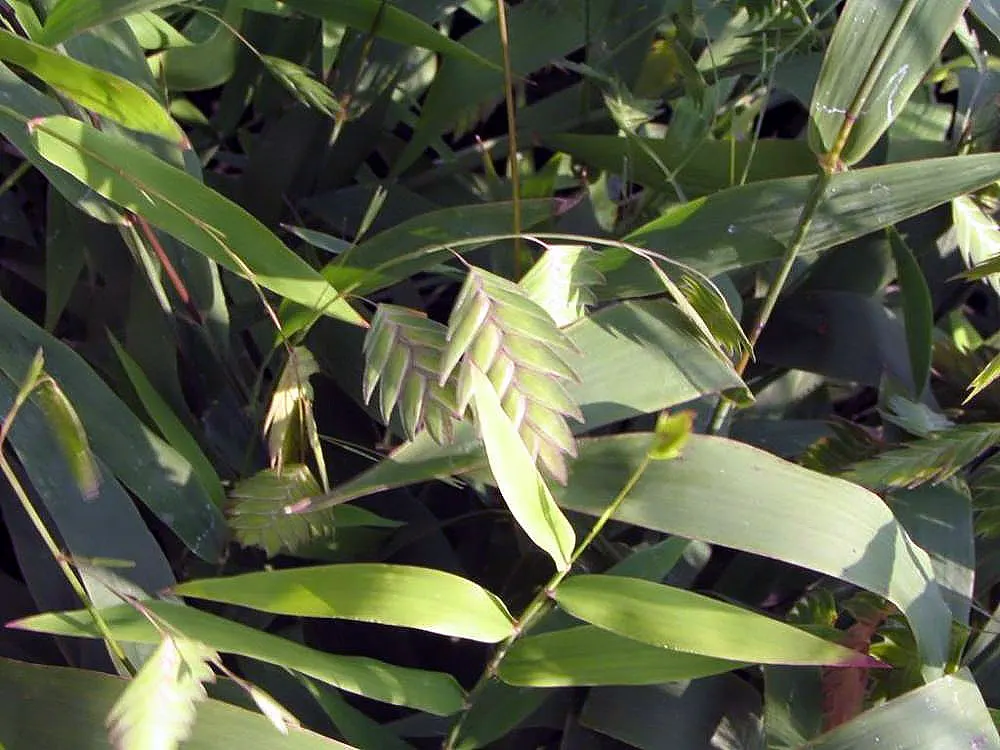 Northern Sea Oats (Chasmanthium Latifolium) — red flowers in the garden; botanically termed Chasmanthium latifolium