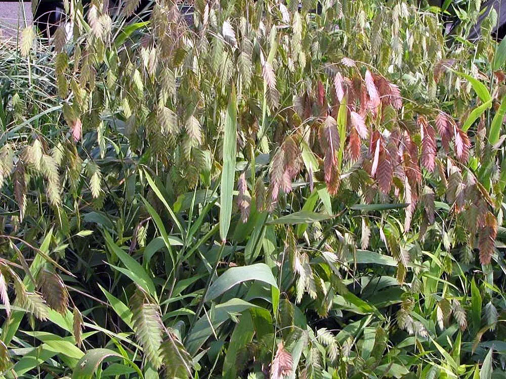 Northern Sea Oats (Chasmanthium Latifolium) — grass / perennial with red blooms