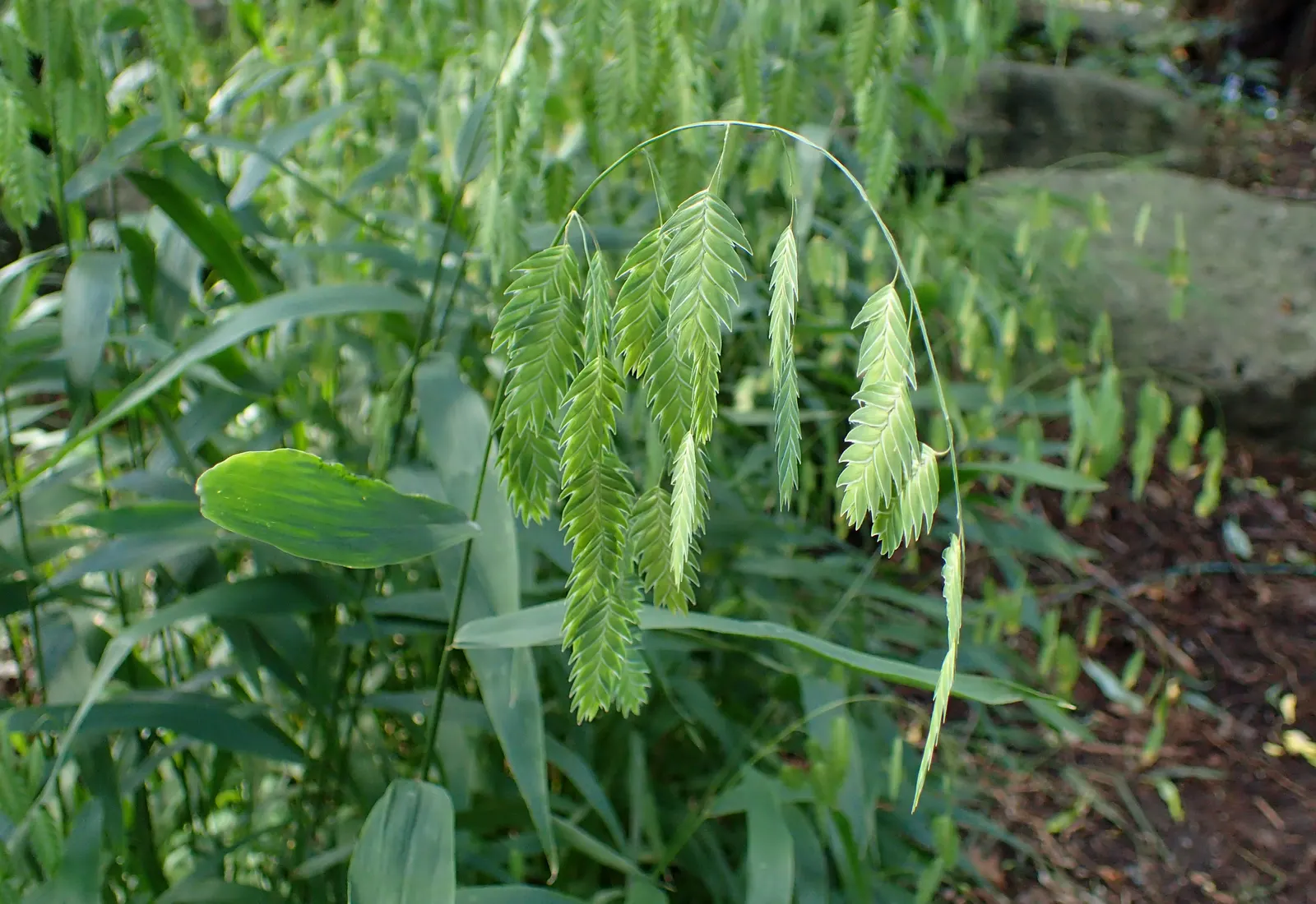 Northern Sea Oats (Chasmanthium Latifolium) — Ideal for erosion control and naturalistic landscapes; offering movement and a captivating silhouette, image 54