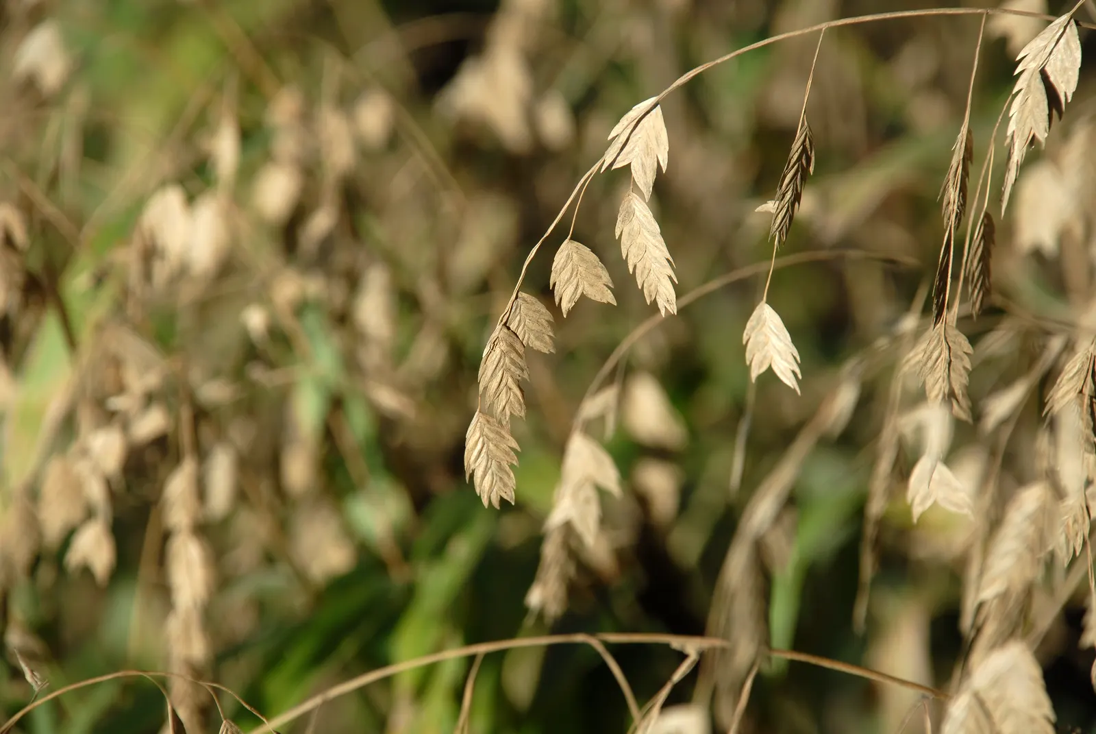 Northern Sea Oats (Chasmanthium Latifolium) — bamboo-like leaves measuring 1 to 2 inches wide and up to 10 inches long