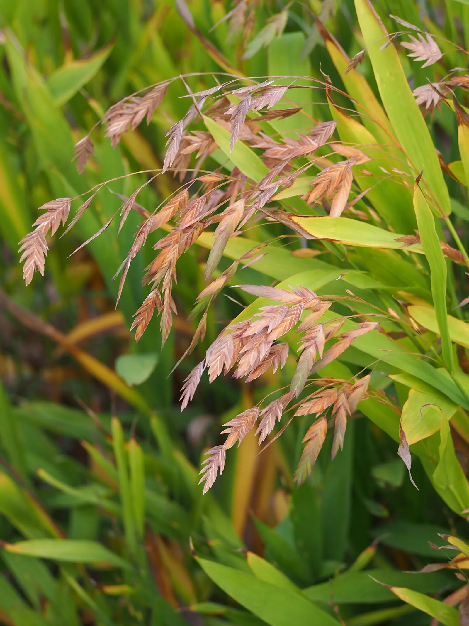 Northern Sea Oats (Chasmanthium Latifolium) — as it can spread beyond the intended area.<br><br>With its aesthetic charm and adaptability
