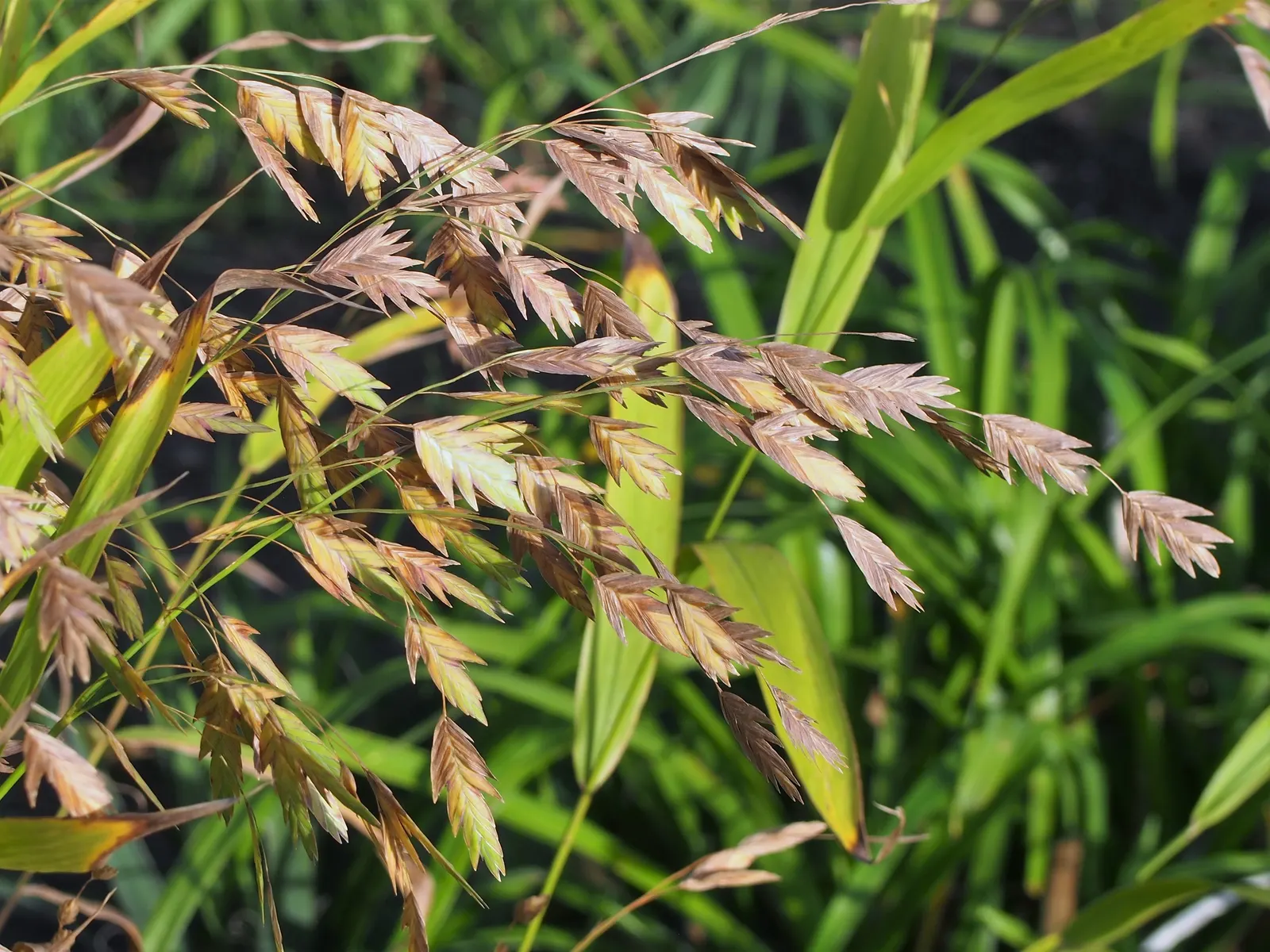 Northern Sea Oats (Chasmanthium Latifolium) — Growing 24-36 inches tall, with a spread of 18-24 inches, it's a shade-tolerant, low-maintenance choice