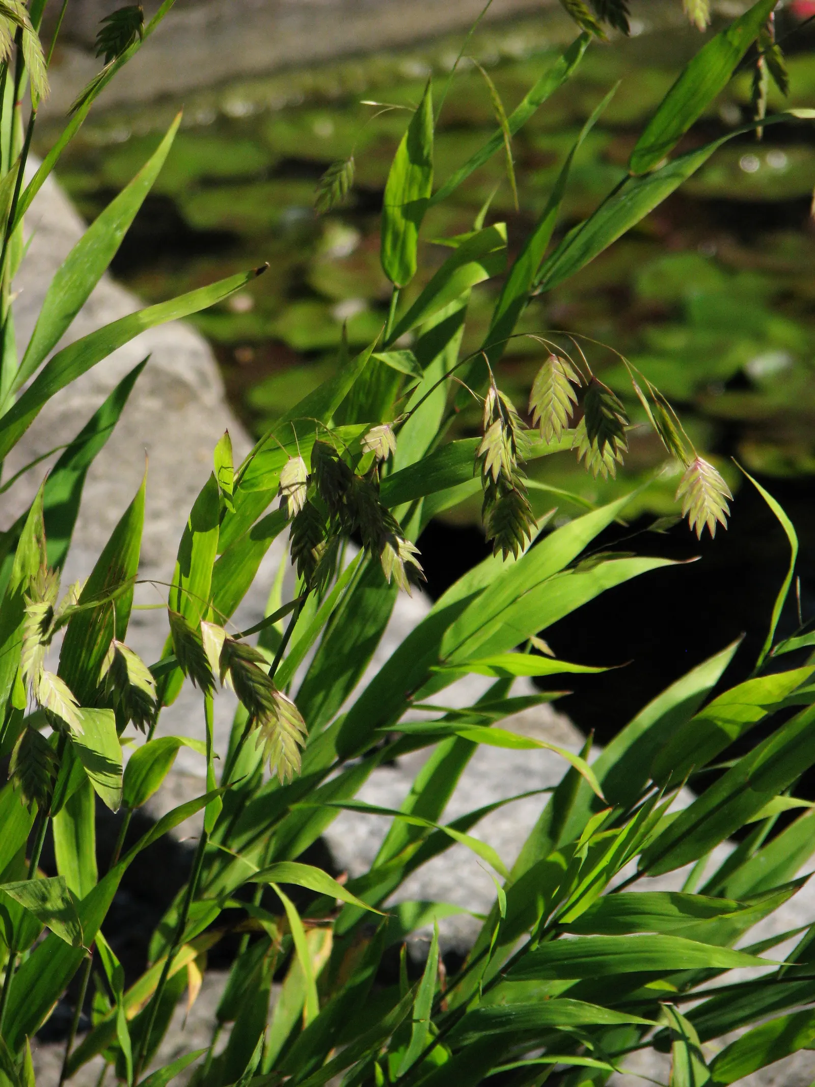 Northern Sea Oats (Chasmanthium Latifolium) — Northern Sea Oats (Chasmanthium latifolium) is a perennial grass prized for its distinctive; its green foliage