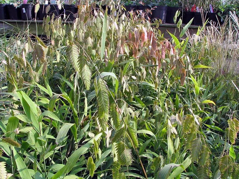 Northern Sea Oats (Chasmanthium Latifolium) — this perennial grass is adaptable to a range of soil conditions; which dangle gracefully from arching stems