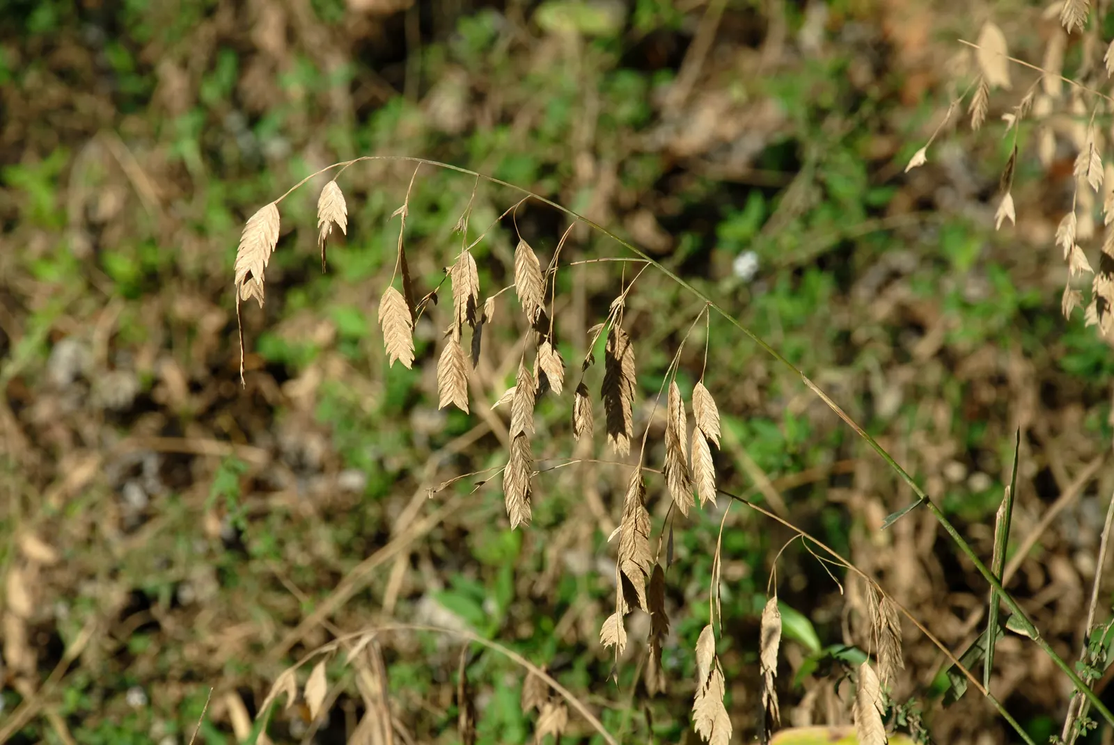 Northern Sea Oats (Chasmanthium Latifolium) — flat fish-shaped seed heads that flutter in the breeze; textured backdrop for other garden plants, image 50