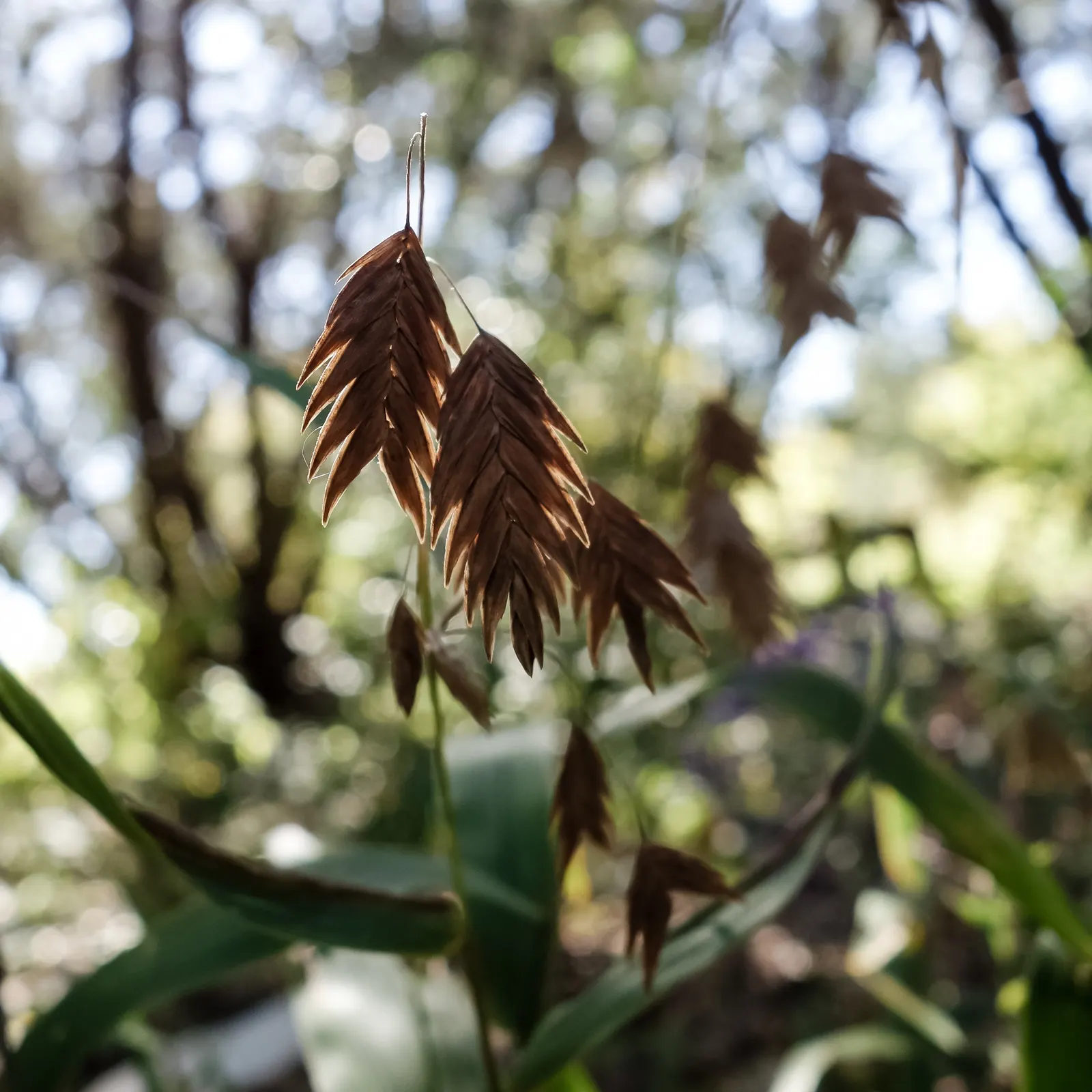 Northern Sea Oats (Chasmanthium Latifolium) — botanically termed Chasmanthium latifolium