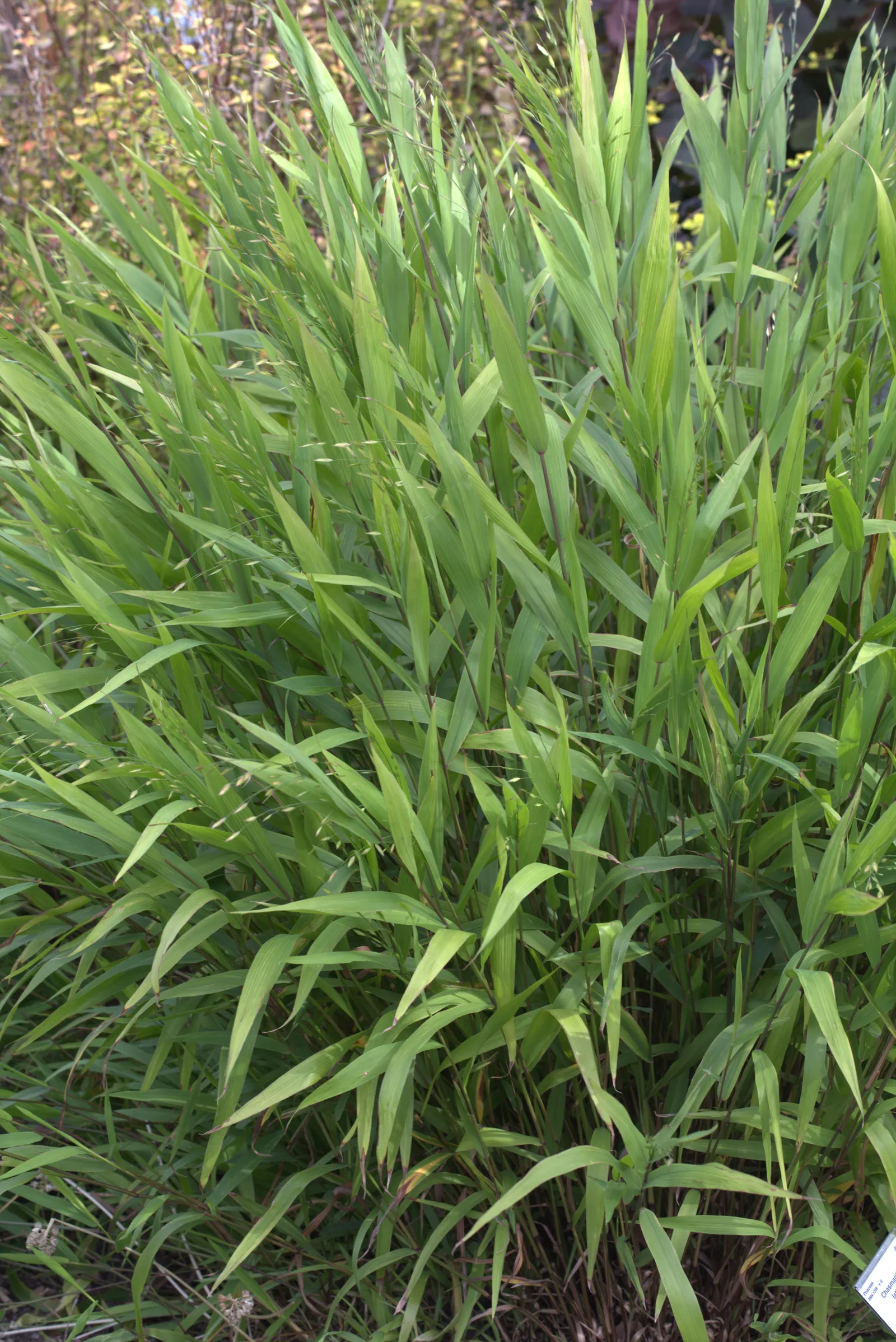 Northern Sea Oats (Chasmanthium Latifolium) — It requires minimal maintenance; bamboo-like leaves measuring 1 to 2 inches wide and up to 10 inches long