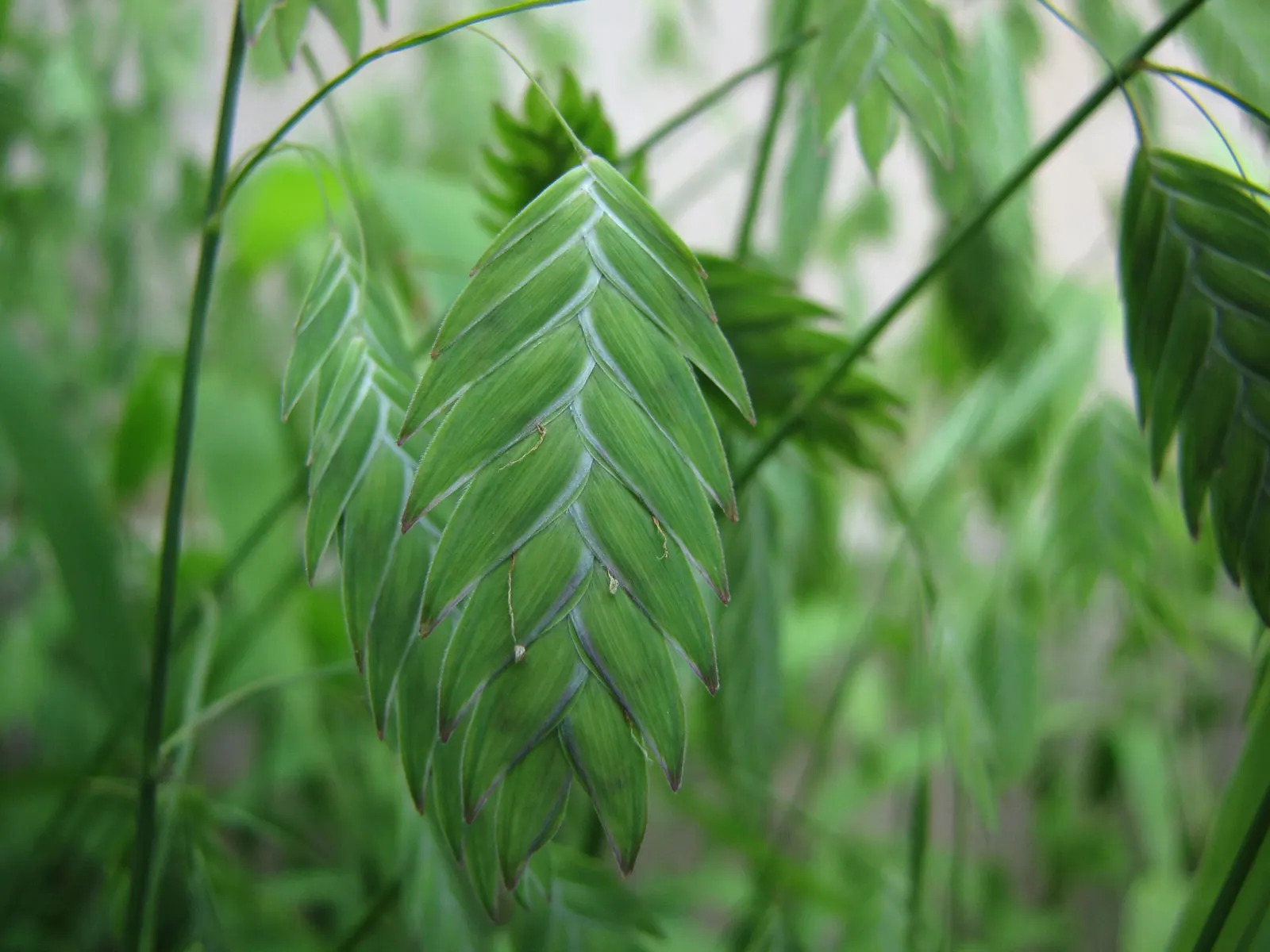 Northern Sea Oats (Chasmanthium Latifolium) — botanically termed Chasmanthium latifolium; red flowers in the garden, image 55