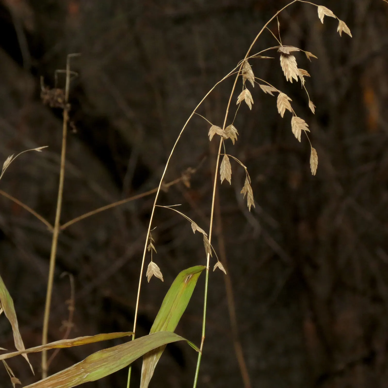 Northern Sea Oats (Chasmanthium Latifolium) — Northern Sea Oats (Chasmanthium latifolium) is a perennial grass prized for its distinctive; its, image 49