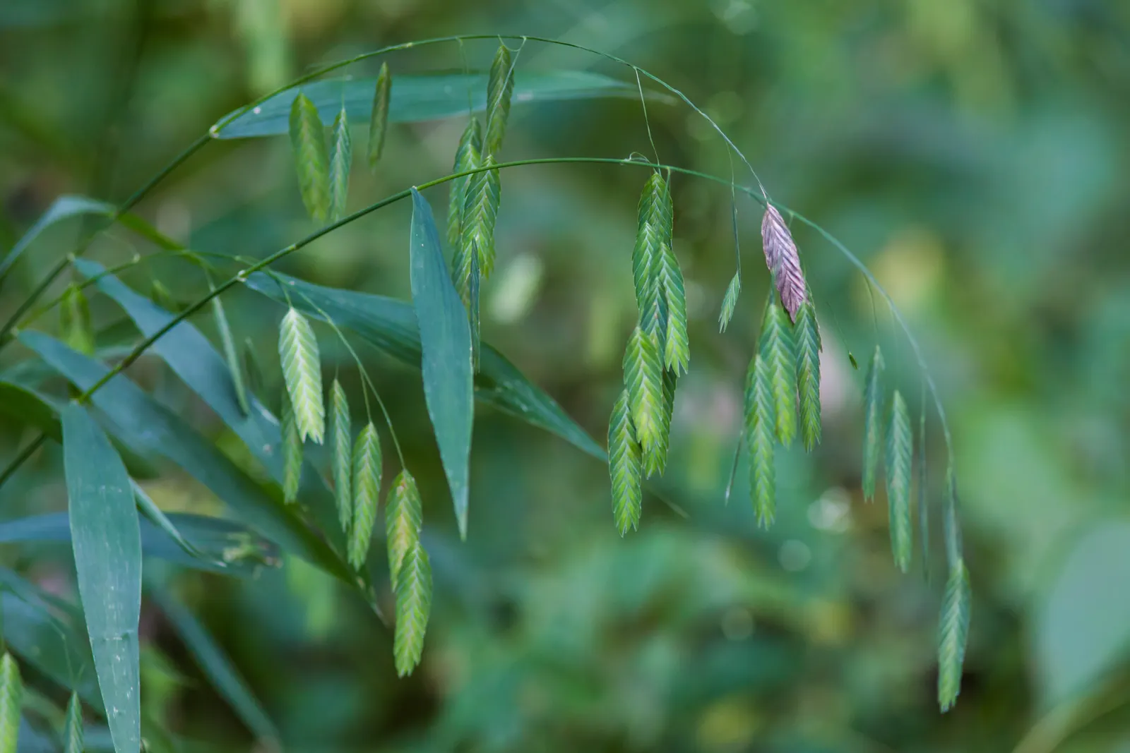 Northern Sea Oats (Chasmanthium Latifolium) — grass / perennial with red blooms; the seed heads emerge a soft green and transition to a golden hue in fall
