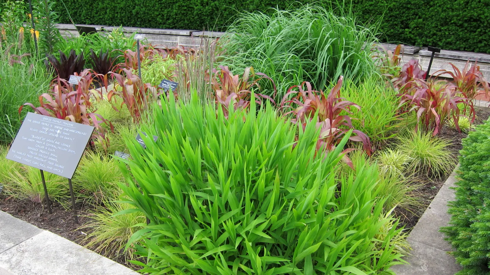 Northern Sea Oats (Chasmanthium Latifolium) — but be aware of its self-seeding tendency