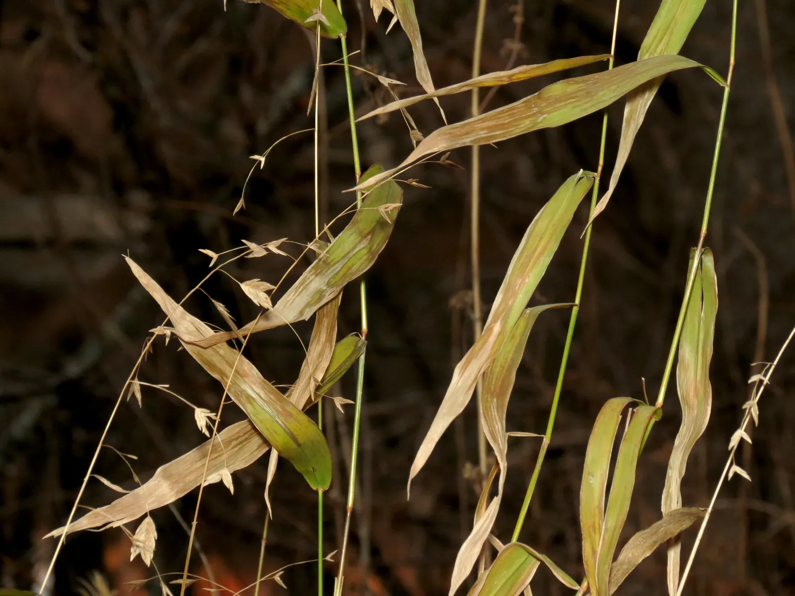 Northern Sea Oats (Chasmanthium Latifolium) — Ideal for erosion control and naturalistic landscapes