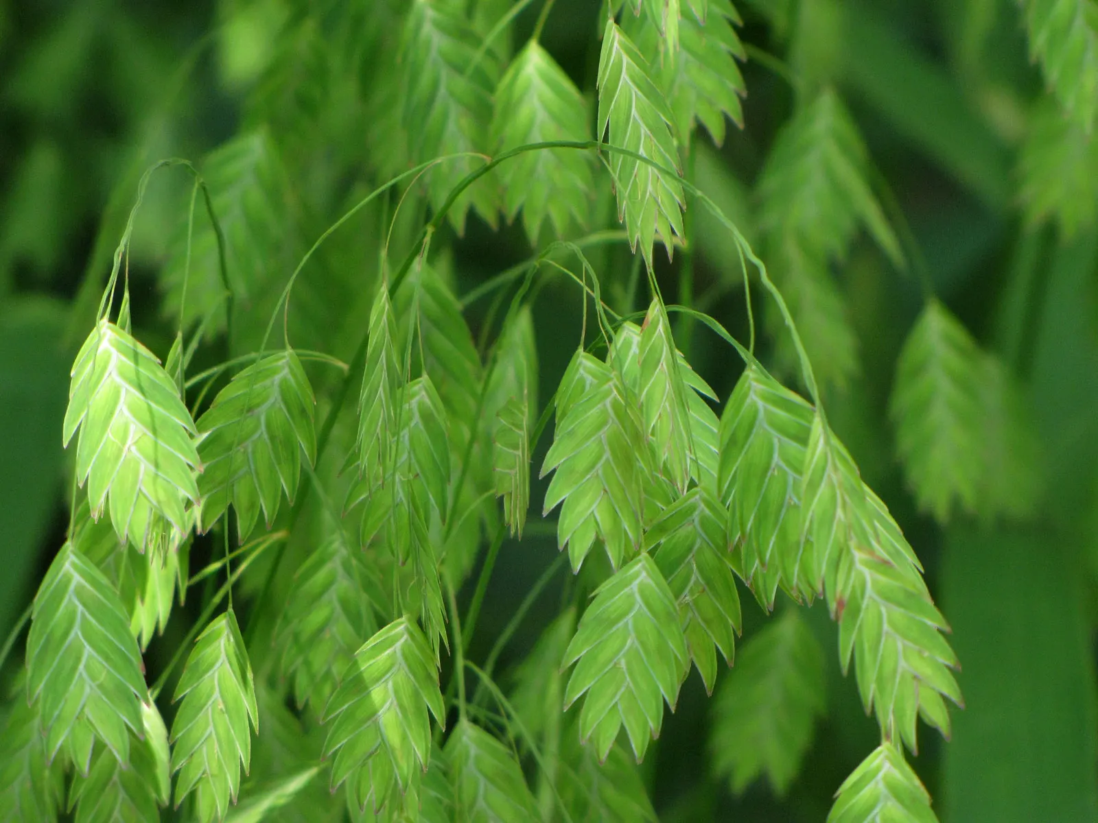 Northern Sea Oats (Chasmanthium Latifolium) — this perennial grass is adaptable to a range of soil conditions