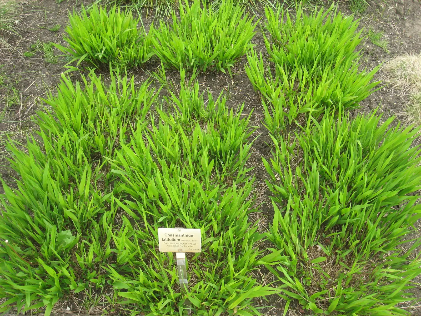 Northern Sea Oats (Chasmanthium Latifolium) — though it flourishes in moist