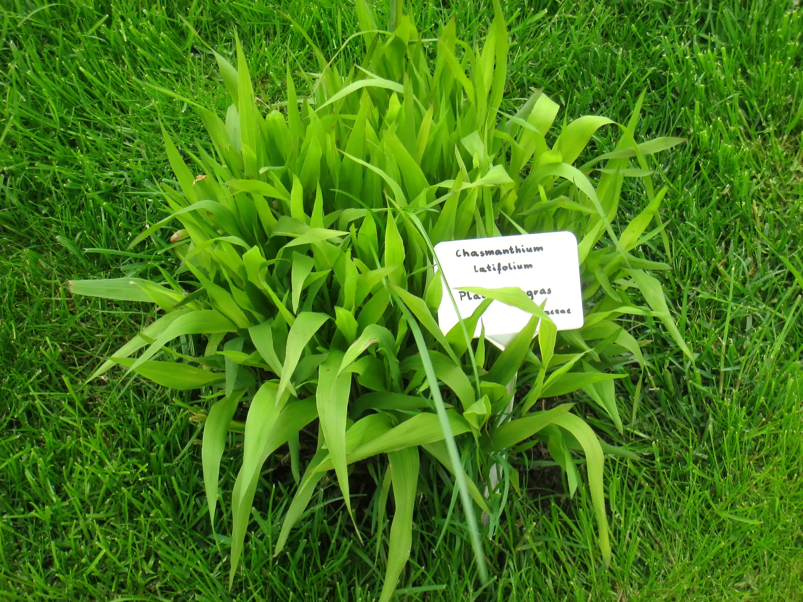 Northern Sea Oats (Chasmanthium Latifolium) — textured backdrop for other garden plants